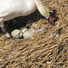 Abbotsbury Swannery, Subtropical Gardens and Children's Farm