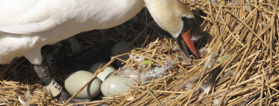 Try Abbotsbury Swannery for a day out from Dorchester