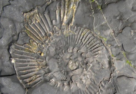 A fossil from the Jurassic Coast
